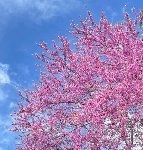 Kirschblüten_1